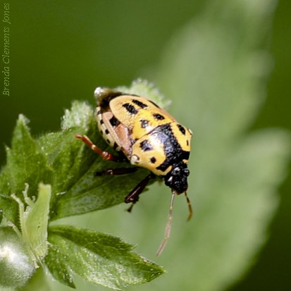 Anchor Stink Bug