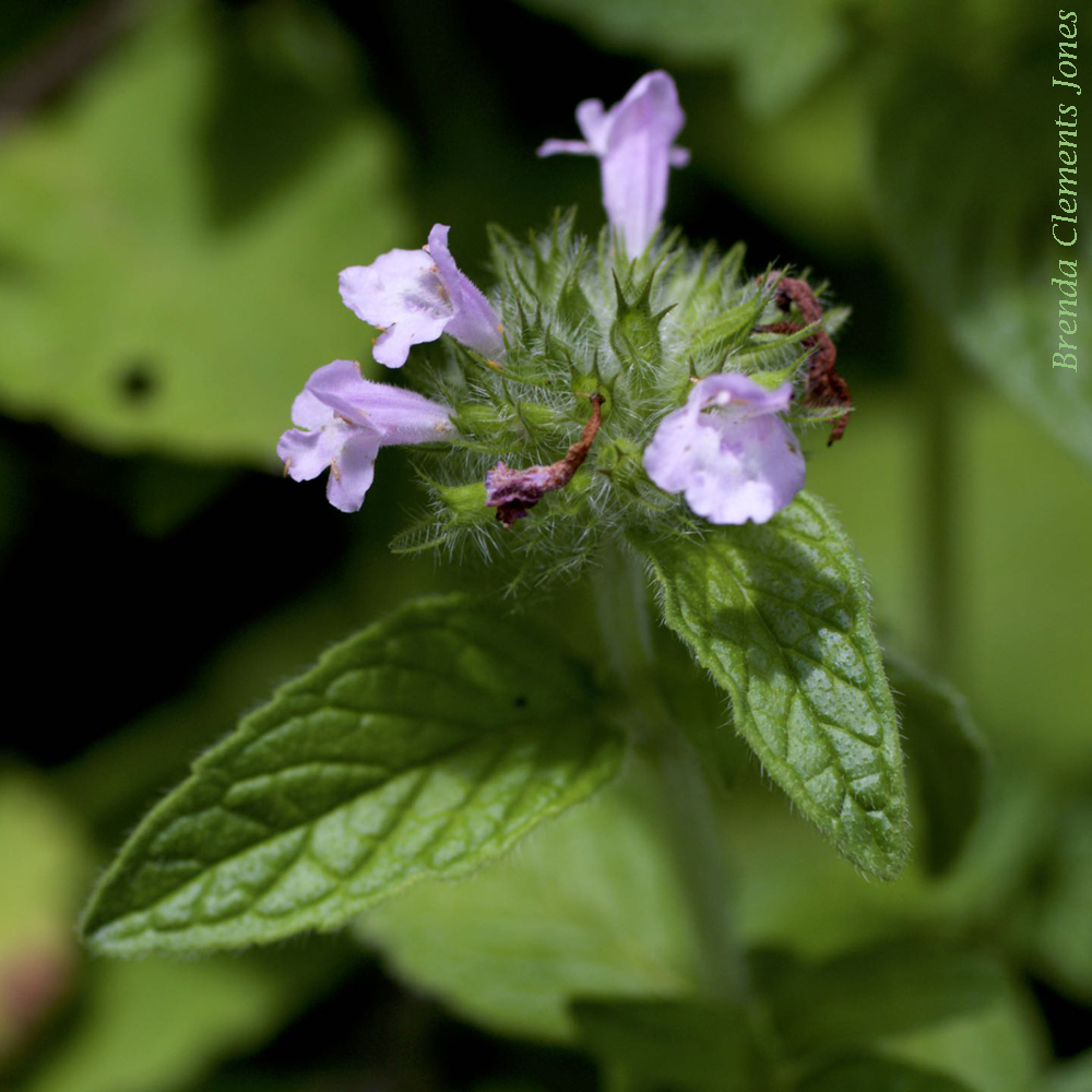 Wild Basil