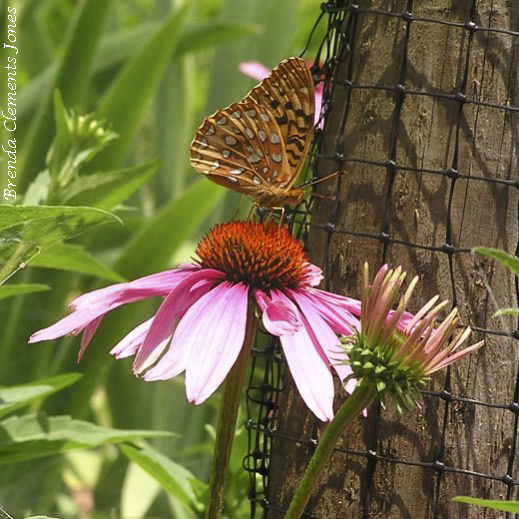 Echinacea In July