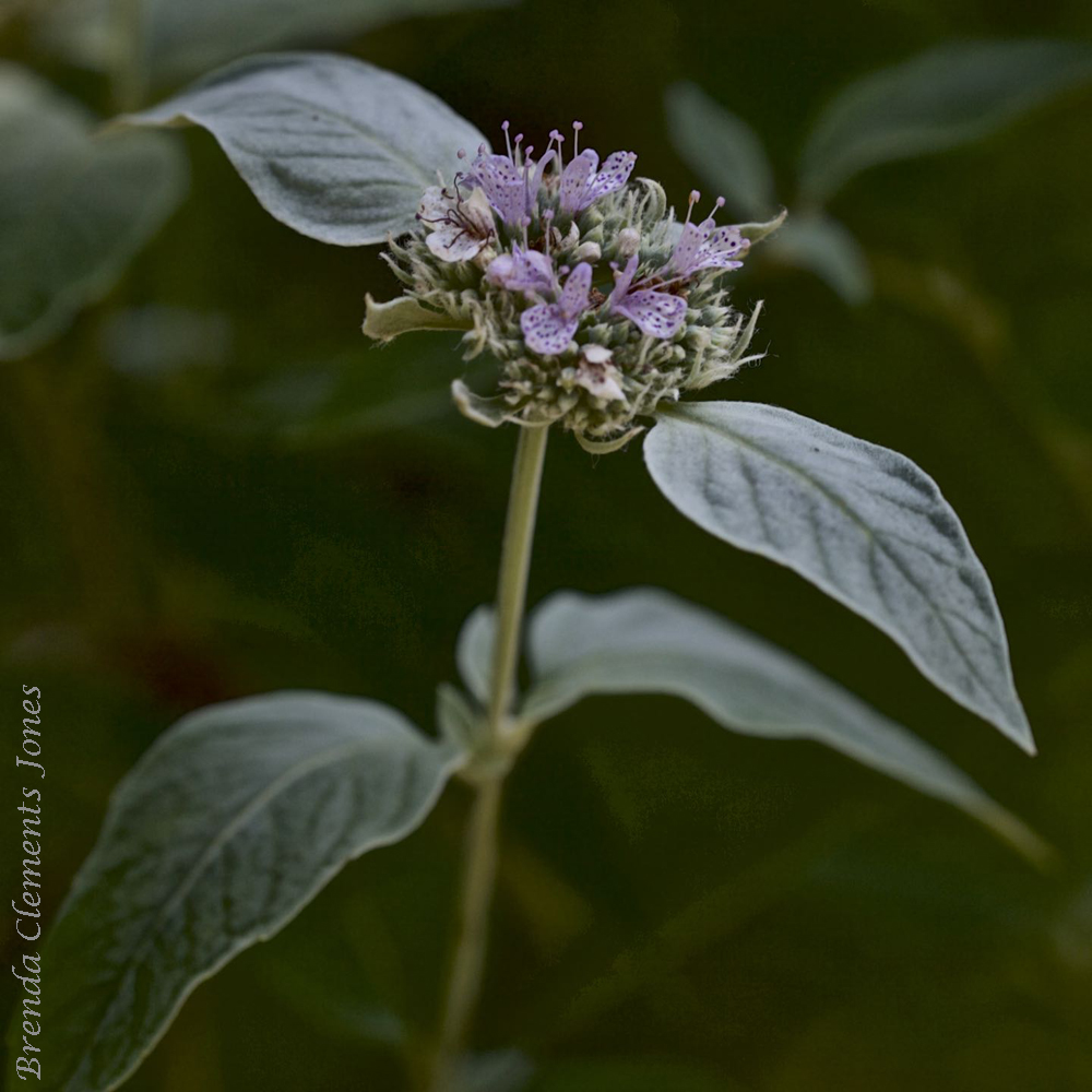 Hoary Mountain Mint