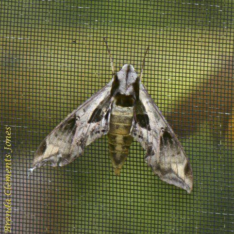 Pandorus Sphinx Moth