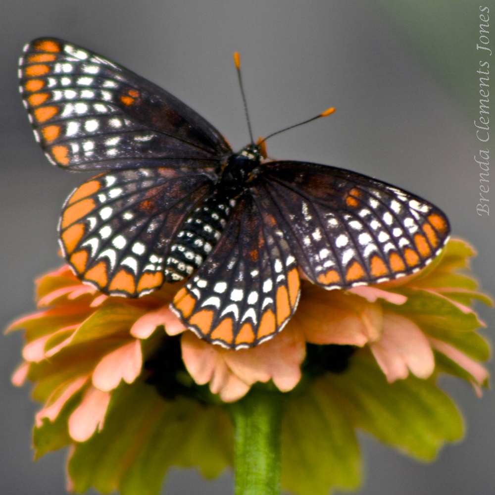 Baltimore Checkerspot