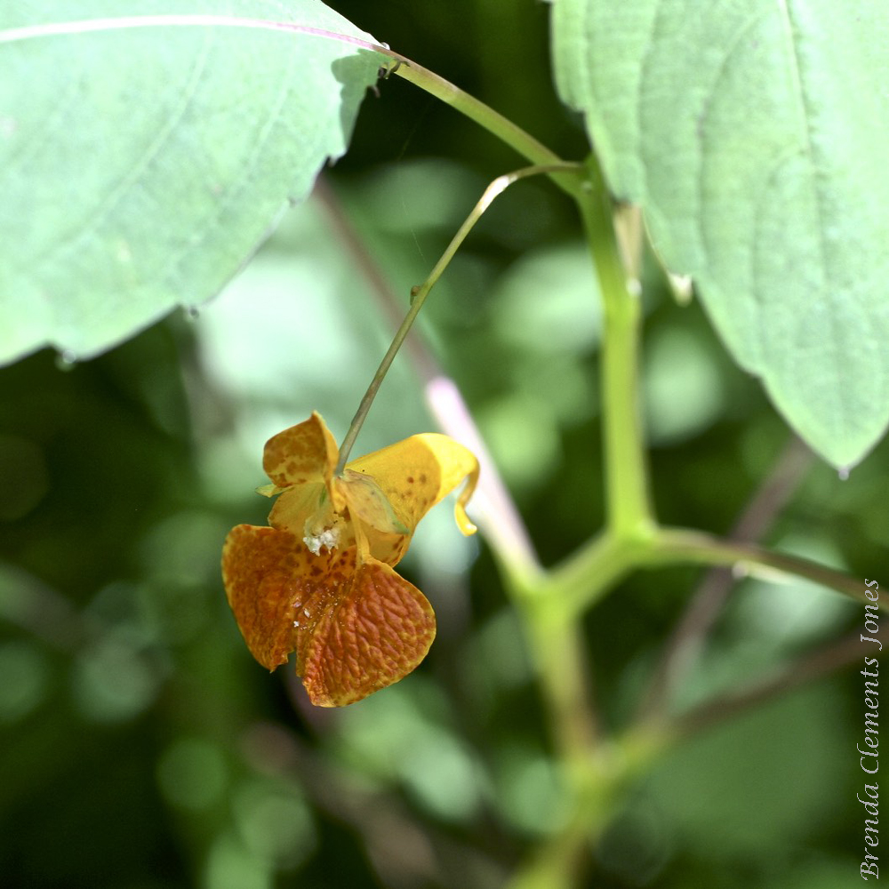 Jewelweed