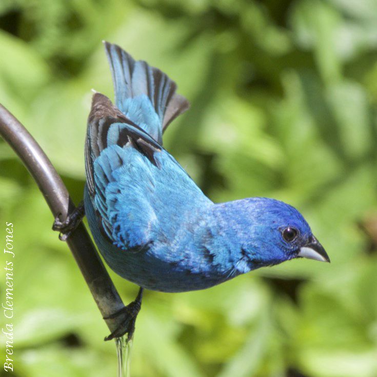 Splashing In The Birdbath