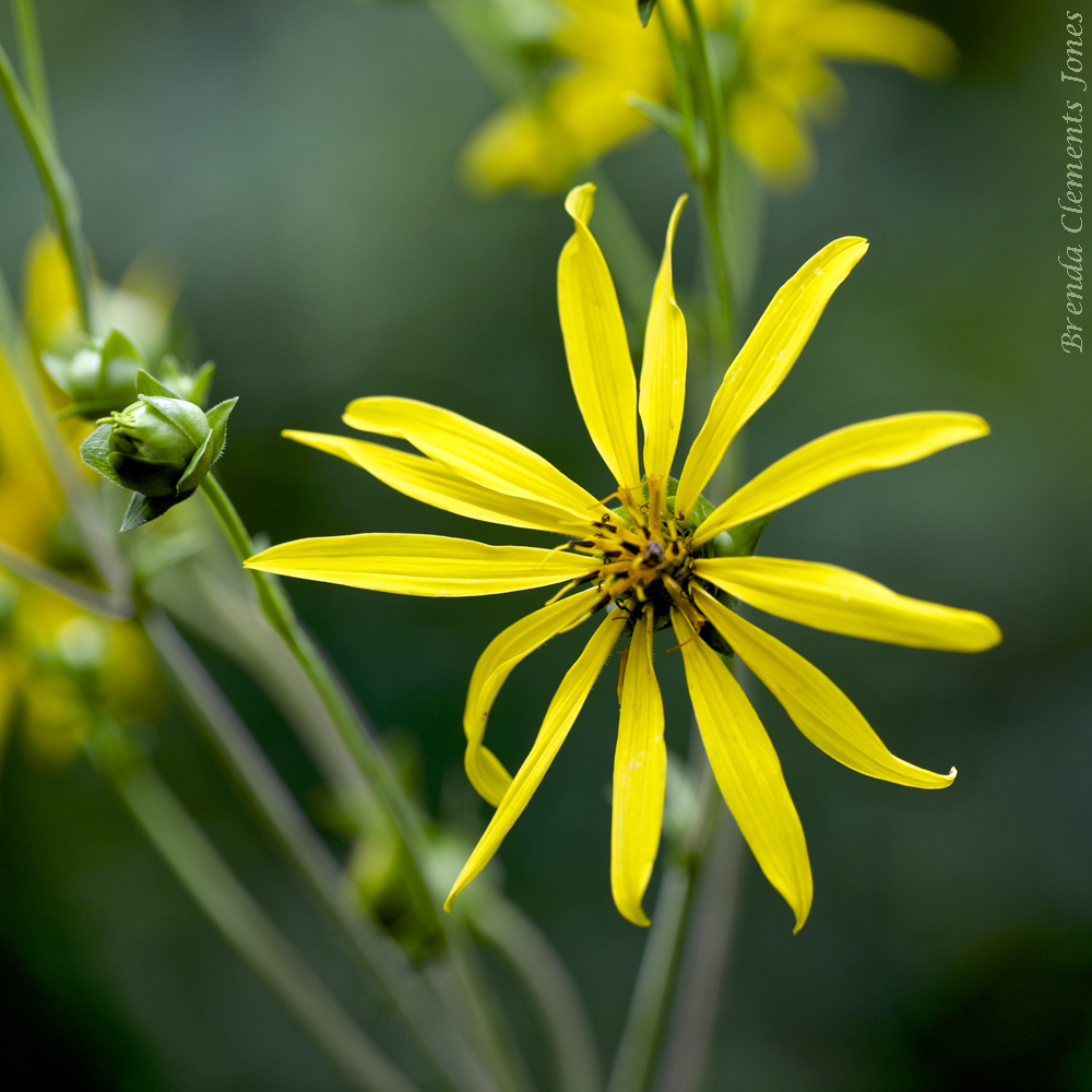 Whorled Rosinweed