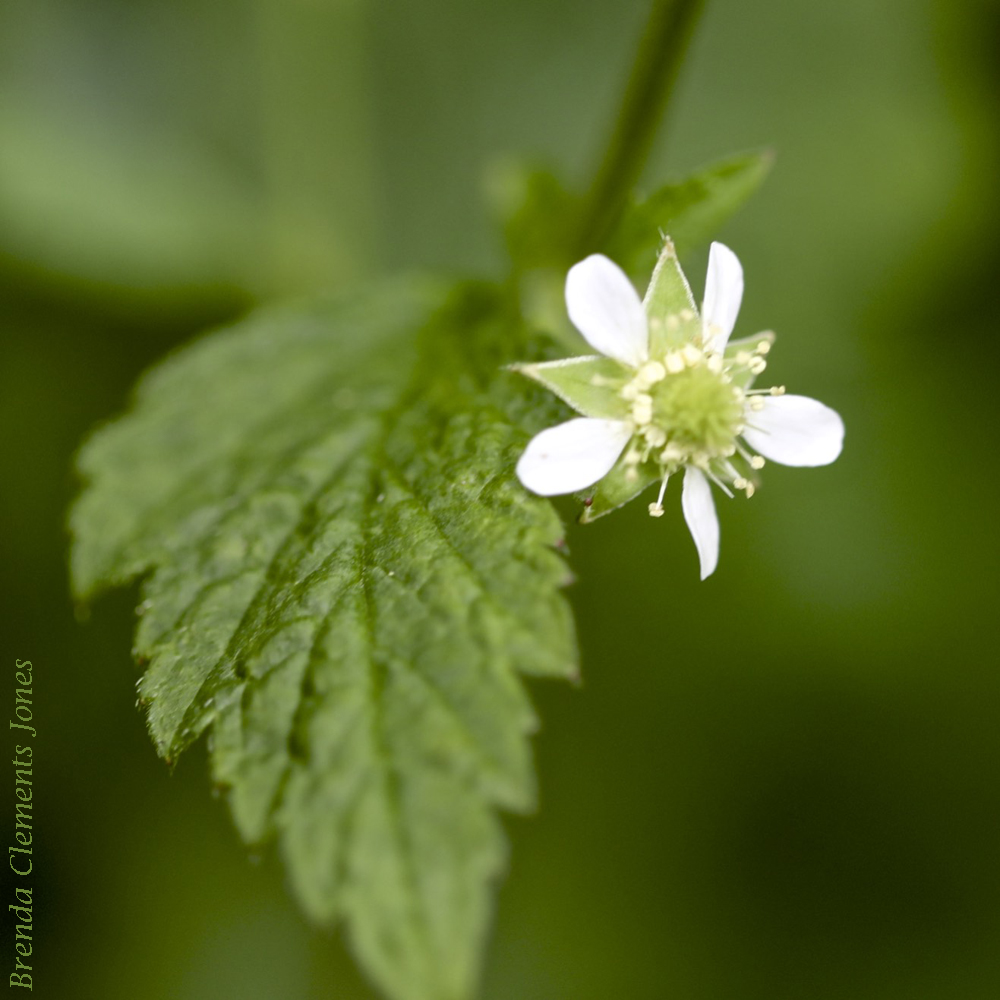 White Avens