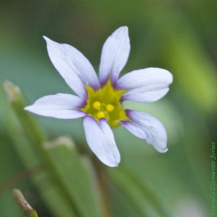 White Blue-eyed Grass