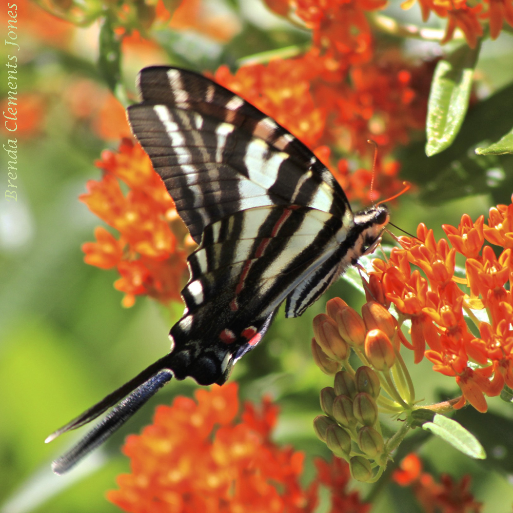 Black, White, And Orange