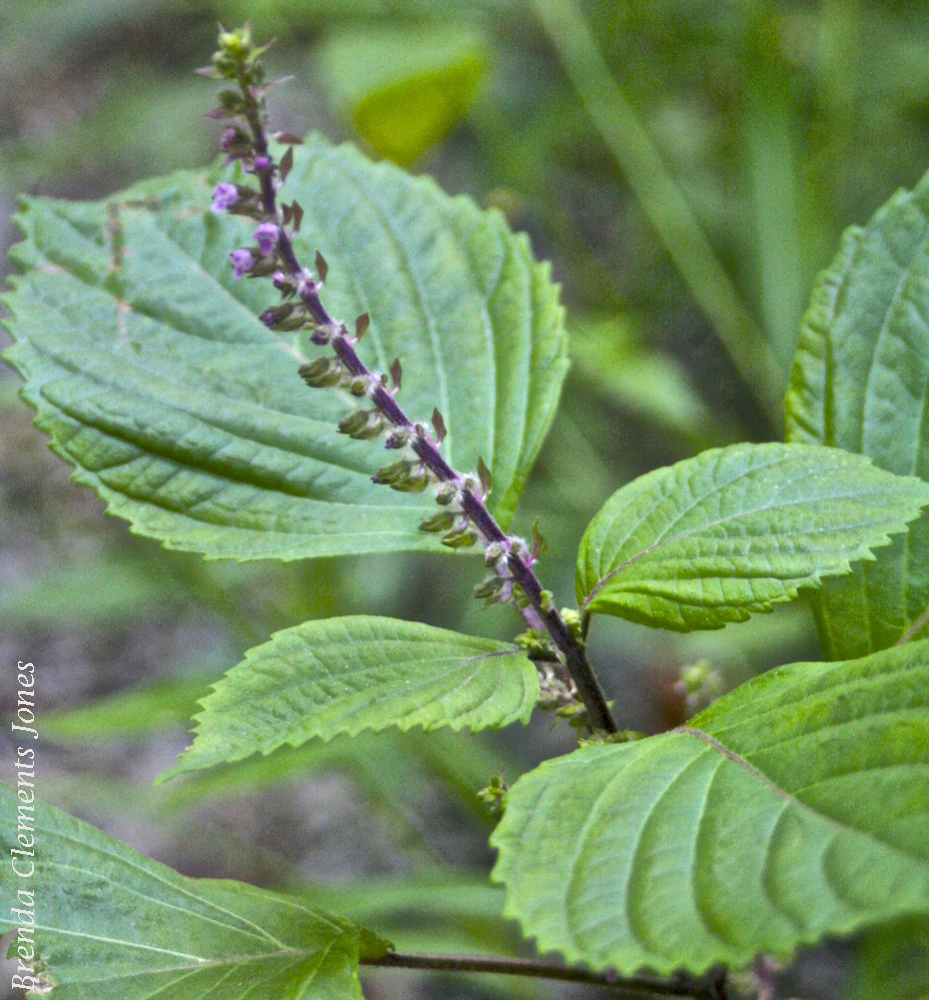 Beefsteak Plant