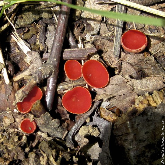 Stalked Scarlet Cup