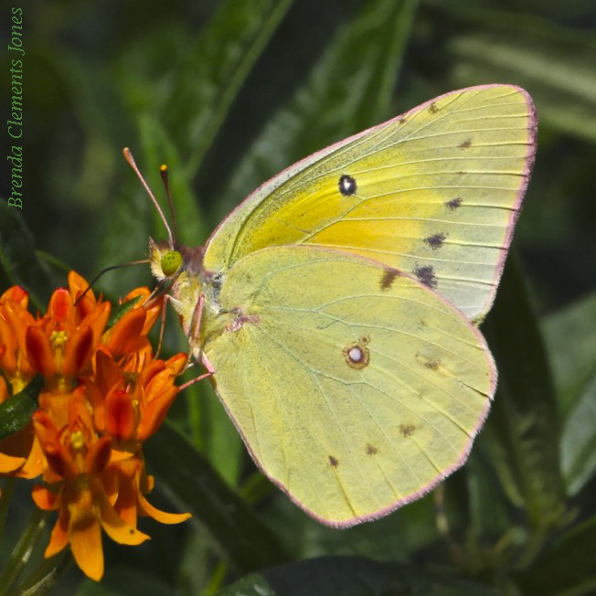 Orange Sulphur Butterfly