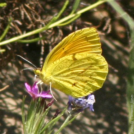 Sleepy Orange Butterfly