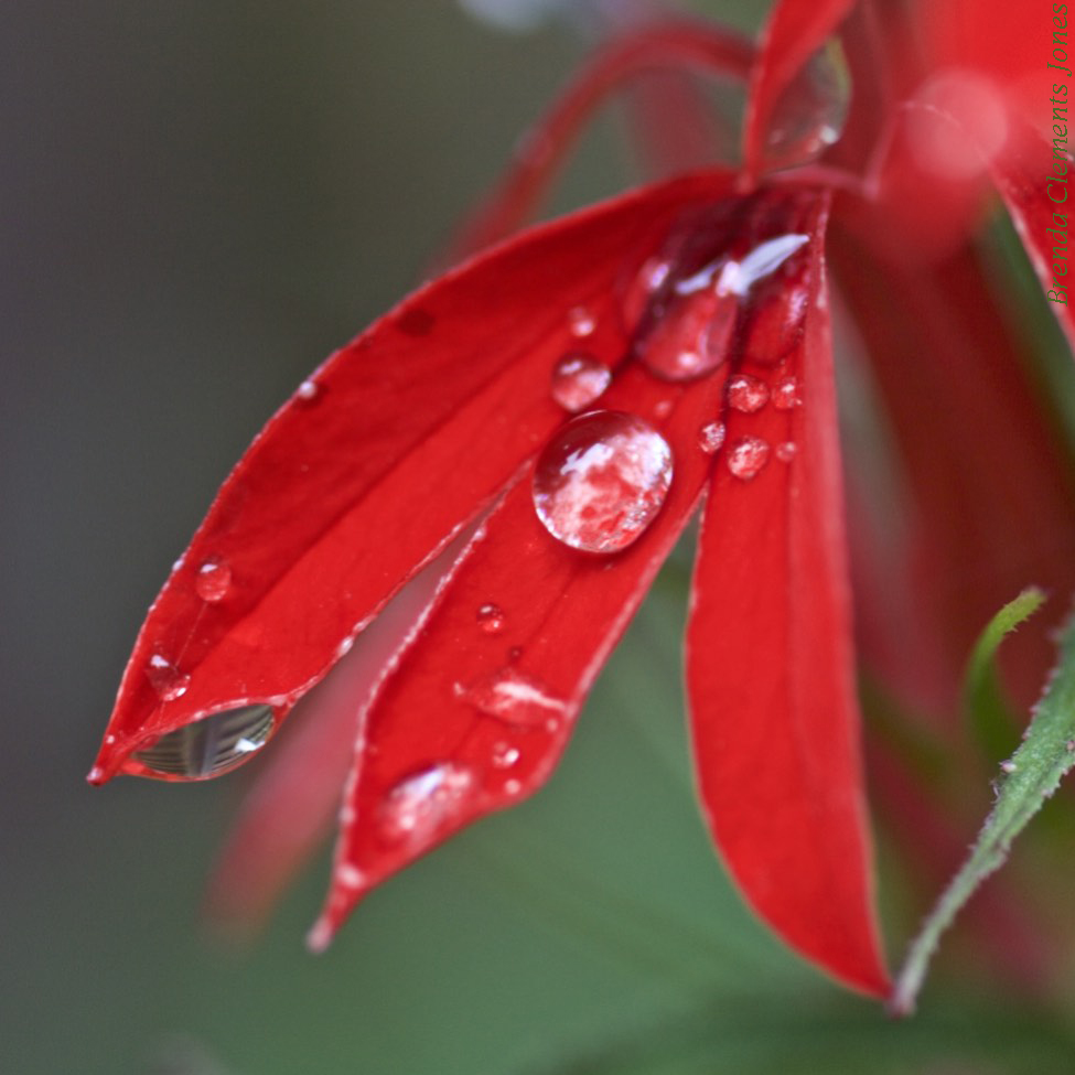 Cardinal Flower Revisited