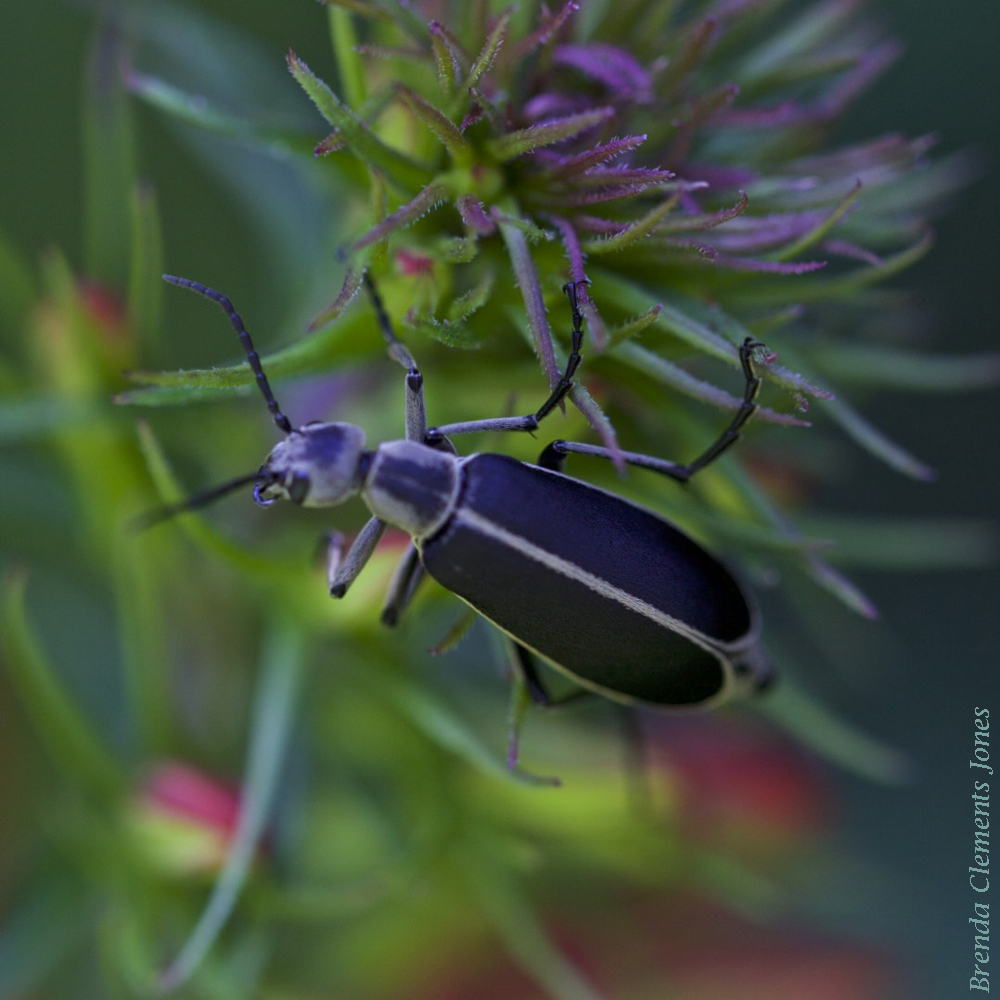 Margined Blister Beetle