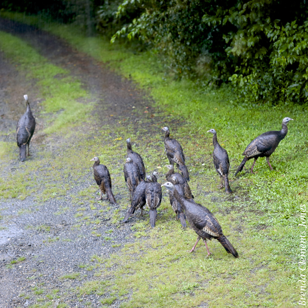 Visit From The Turkey Family