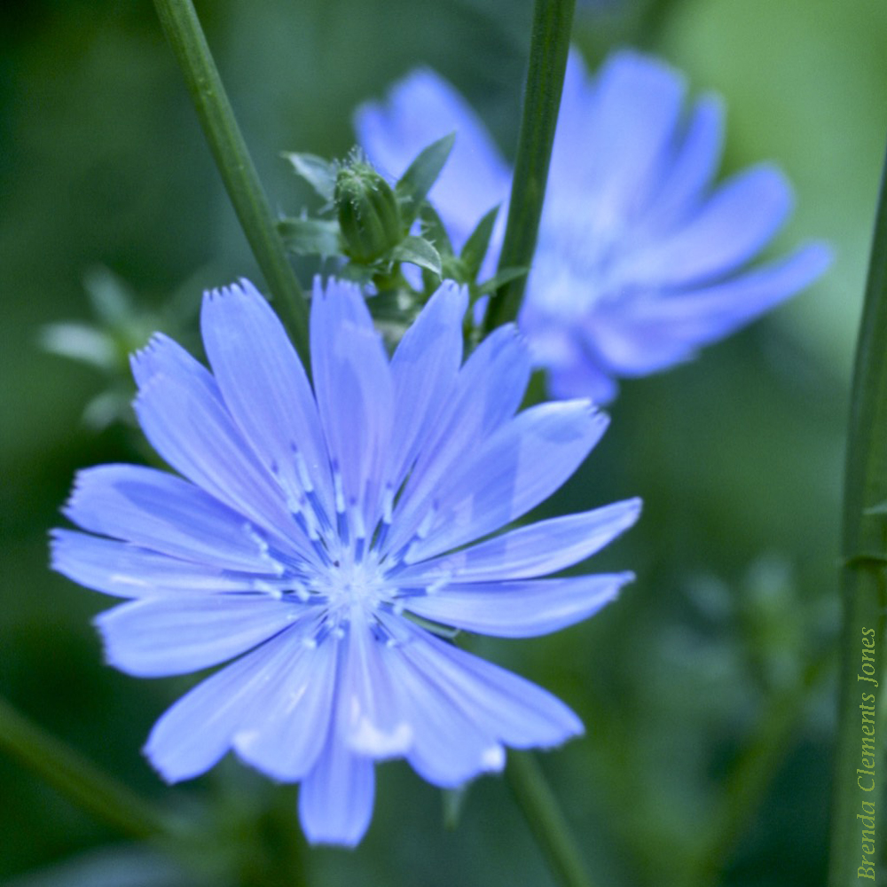 Roadside Beauty