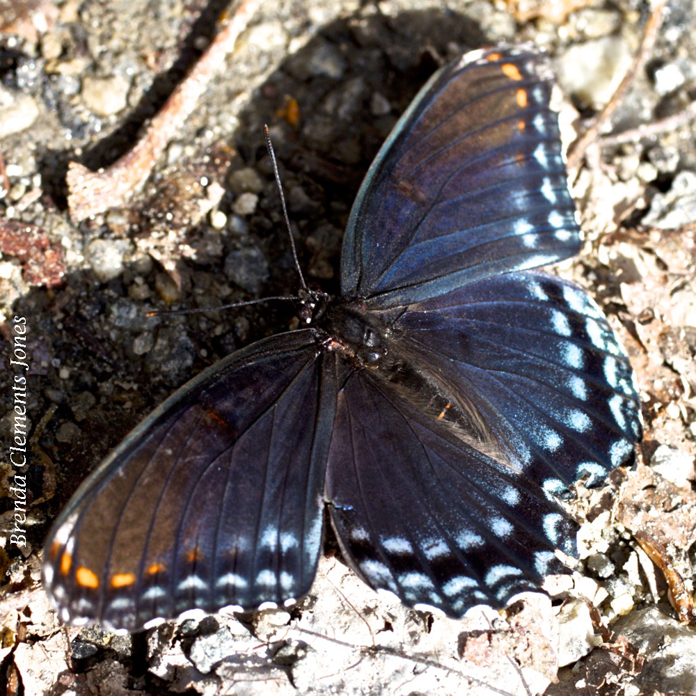 Not Red-spotted but Orange-spotted