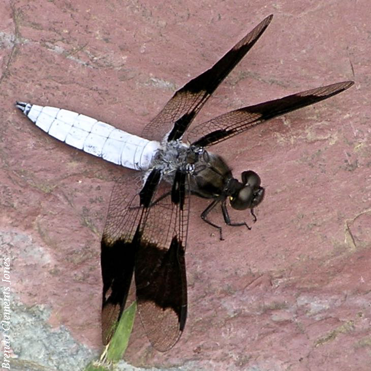 A Big Dragonfly