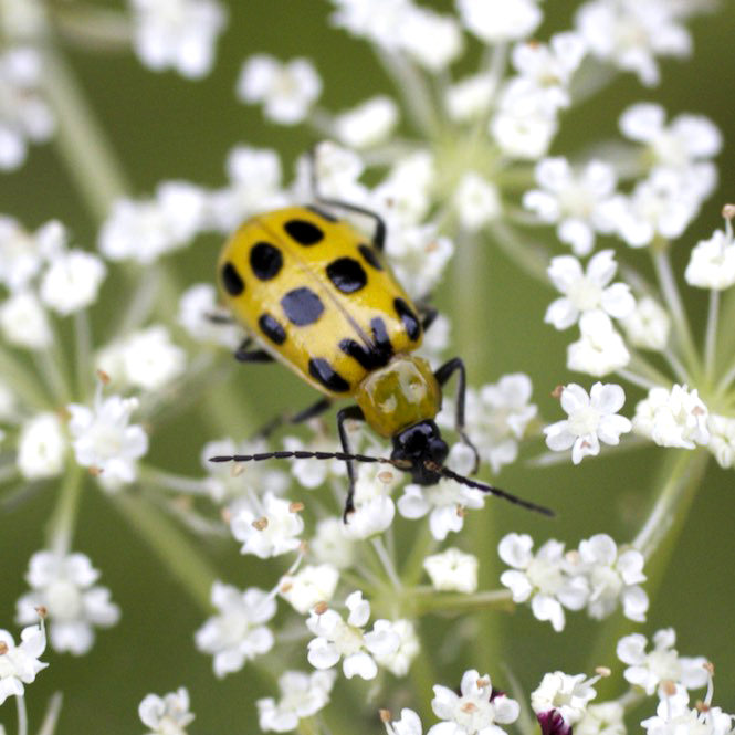 Spotted Cucumber Beetle (Revised)