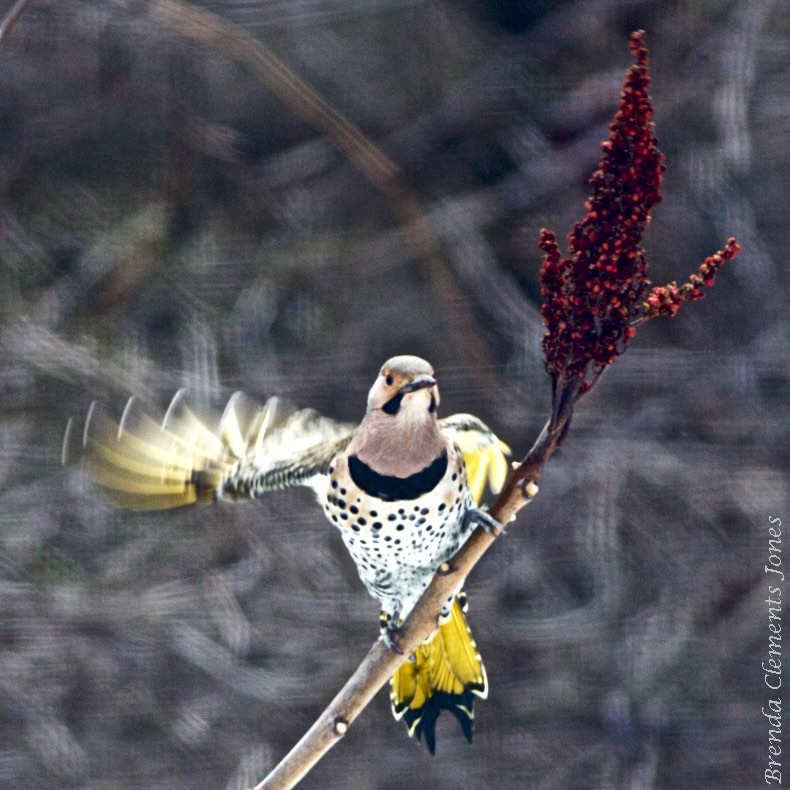 Woodpecker In Highland County