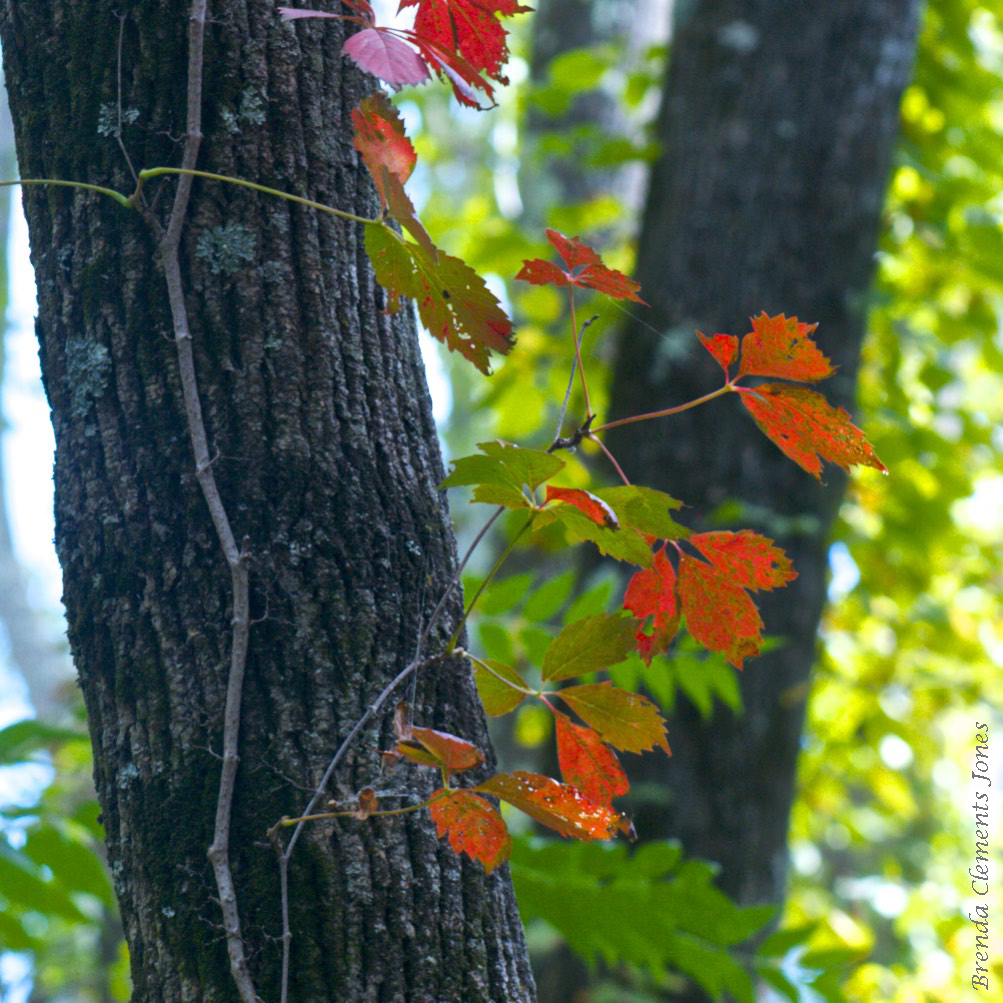 Meteorological Autumn