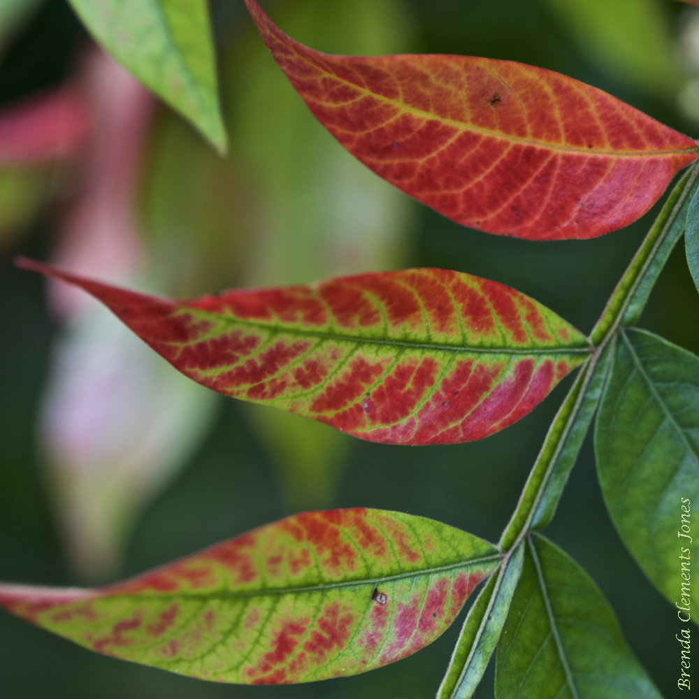 Red And Green