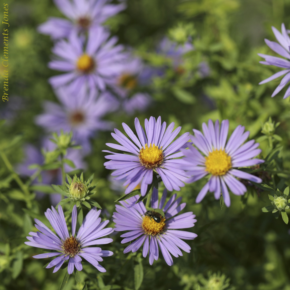 Purple For Autumn