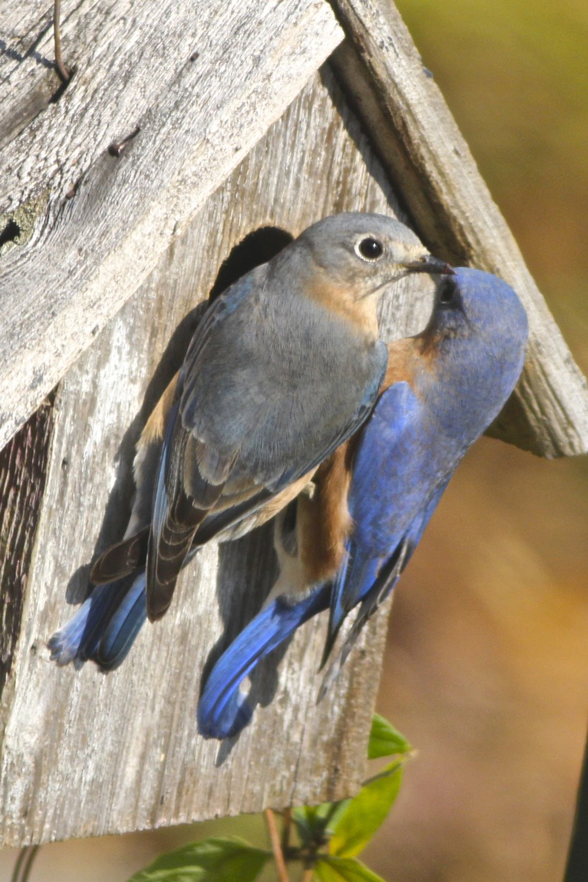 Bluebirds Are Here Year Round – Tendrils