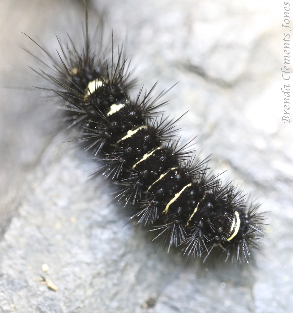 Agreeable Tiger Moth Caterpillar – Tendrils