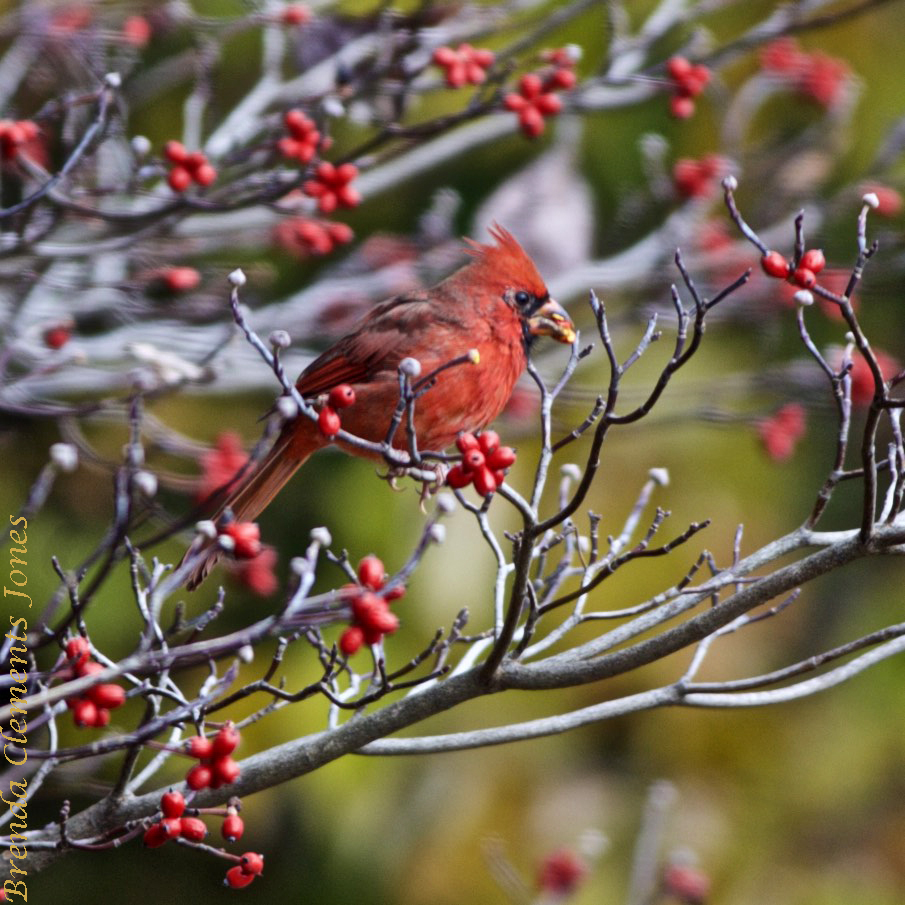 Color Coordination – Tendrils